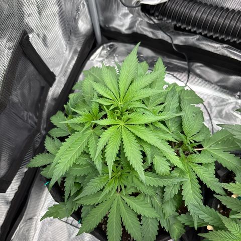 double grape x strawberry nuggets  growlog timeline photo