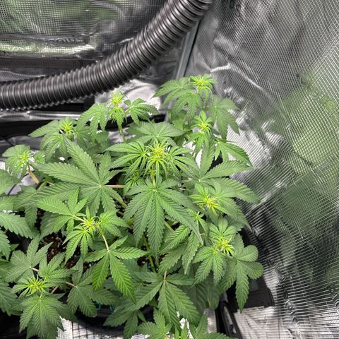 Sour stomper x fantasmo  growlog timeline photo