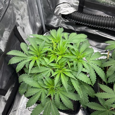 double grape x strawberry nuggets  growlog timeline photo