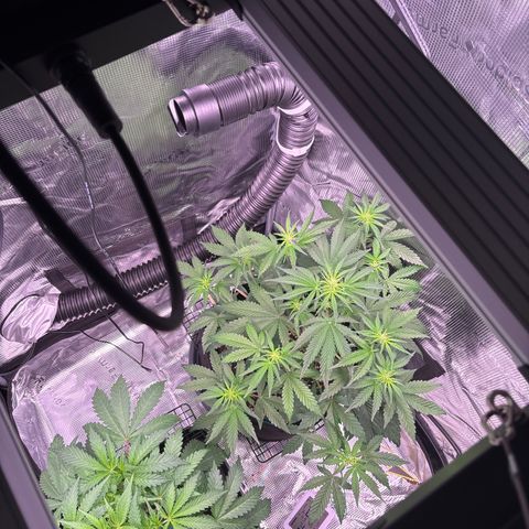 Sour stomper x fantasmo  growlog timeline photo