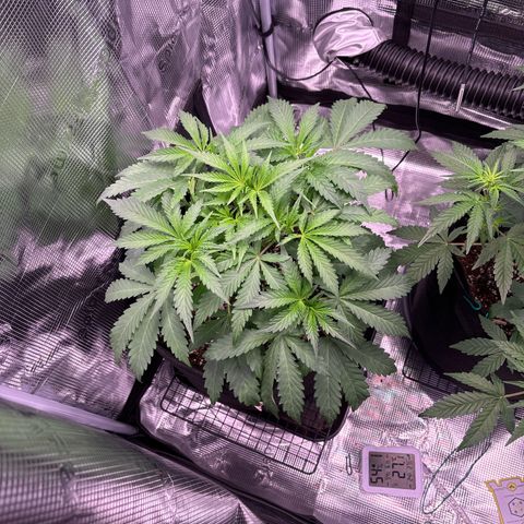 double grape x strawberry nuggets  growlog timeline photo