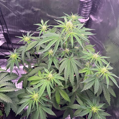 Sour stomper x fantasmo  growlog timeline photo