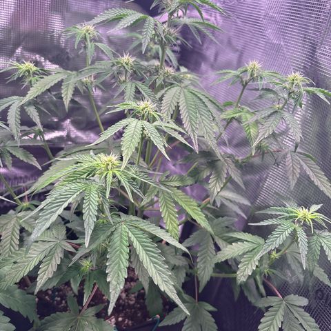 Sour stomper x fantasmo  growlog timeline photo