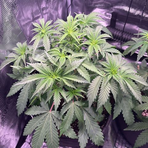 double grape x strawberry nuggets  growlog timeline photo