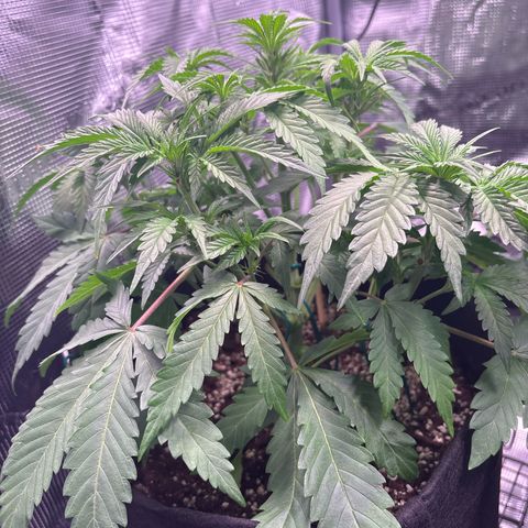 double grape x strawberry nuggets  growlog timeline photo