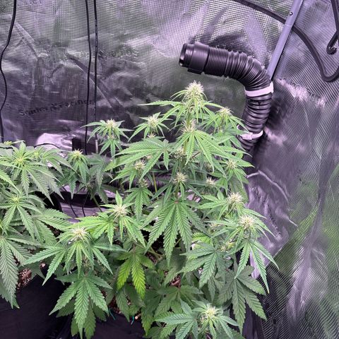 Sour stomper x fantasmo  growlog timeline photo