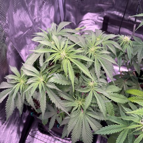 double grape x strawberry nuggets  growlog timeline photo