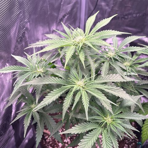 double grape x strawberry nuggets  growlog timeline photo
