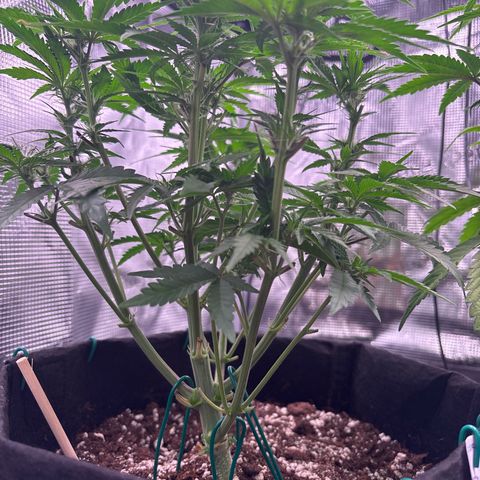 double grape x strawberry nuggets  growlog timeline photo