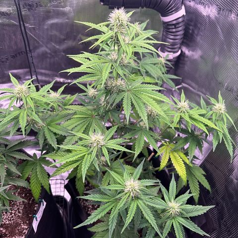 Sour stomper x fantasmo  growlog timeline photo