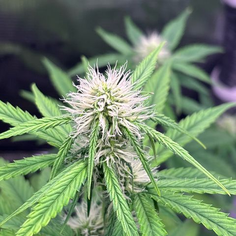 Sour stomper x fantasmo  growlog timeline photo