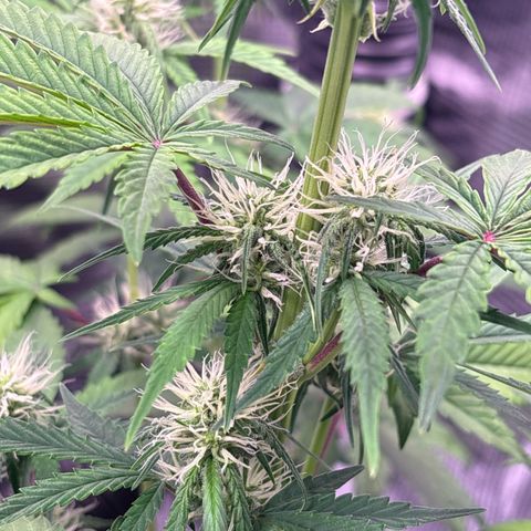 Sour stomper x fantasmo  growlog timeline photo