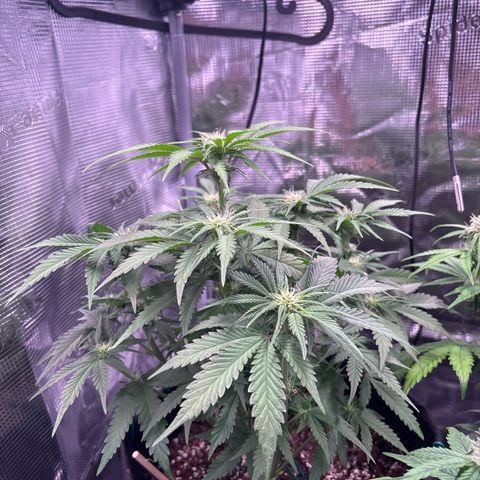 double grape x strawberry nuggets  growlog timeline photo