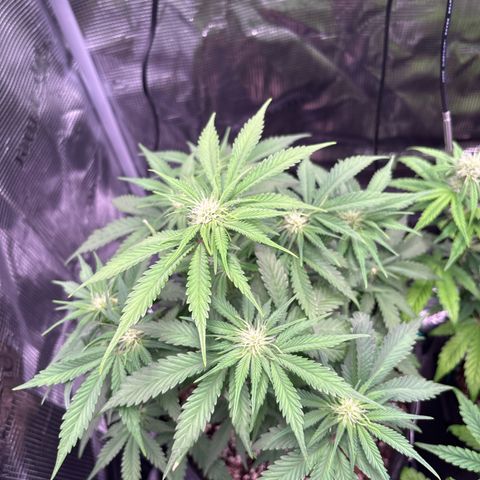 double grape x strawberry nuggets  growlog timeline photo