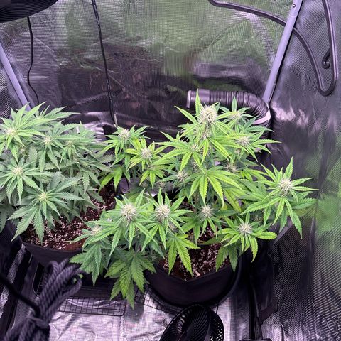 Sour stomper x fantasmo  growlog timeline photo