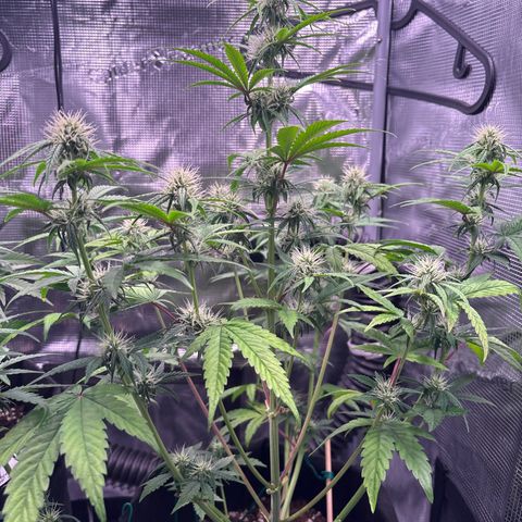 Sour stomper x fantasmo  growlog timeline photo