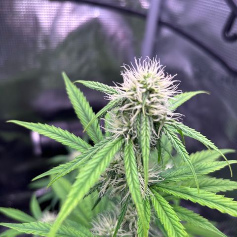 Sour stomper x fantasmo  growlog timeline photo