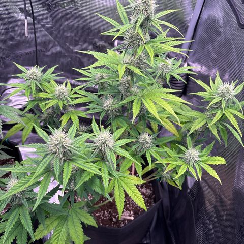 Sour stomper x fantasmo  growlog timeline photo