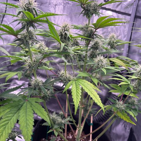 Sour stomper x fantasmo  growlog timeline photo