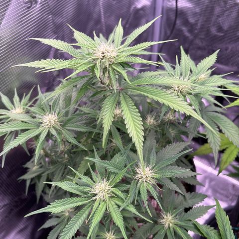 double grape x strawberry nuggets  growlog timeline photo