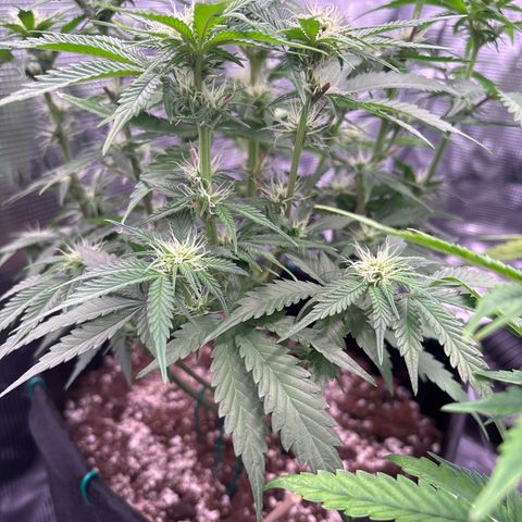double grape x strawberry nuggets  growlog timeline photo