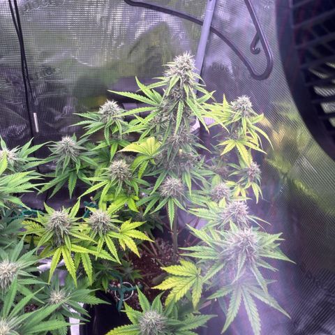 Sour stomper x fantasmo  growlog timeline photo