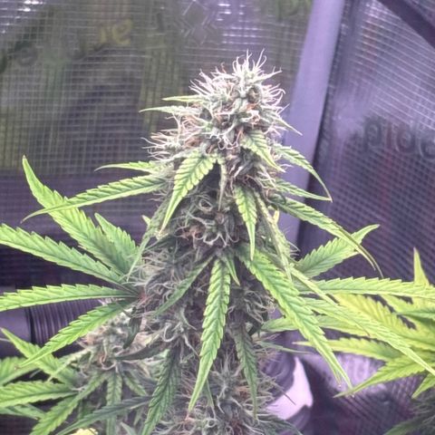 Sour stomper x fantasmo  growlog timeline photo