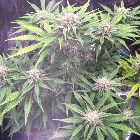 double grape x strawberry nuggets  growlog timeline photo