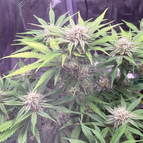 double grape x strawberry nuggets  growlog timeline photo
