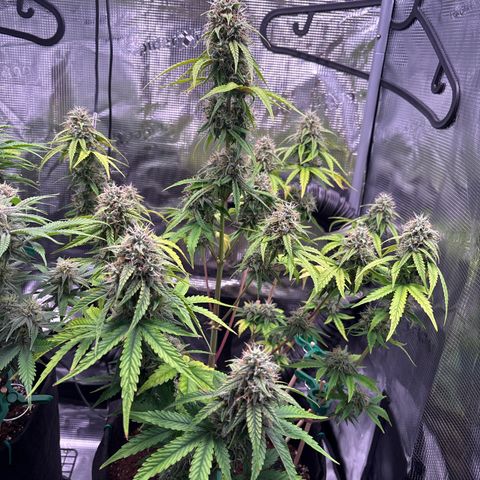 Sour stomper x fantasmo  growlog timeline photo