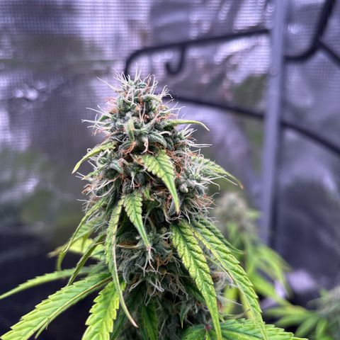 Sour stomper x fantasmo  growlog timeline photo