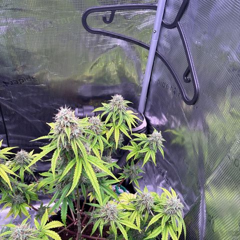 Sour stomper x fantasmo  growlog timeline photo