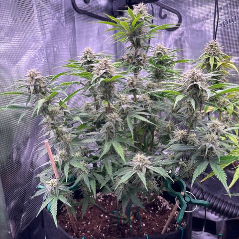 double grape x strawberry nuggets  growlog timeline photo