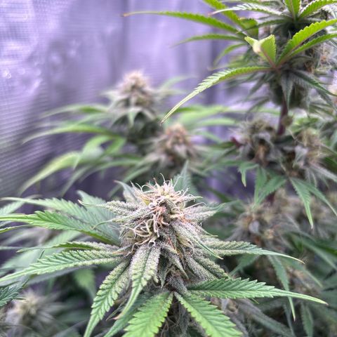 double grape x strawberry nuggets  growlog timeline photo