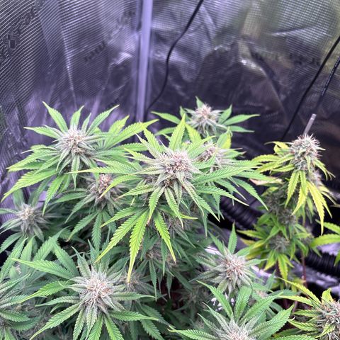 double grape x strawberry nuggets  growlog timeline photo