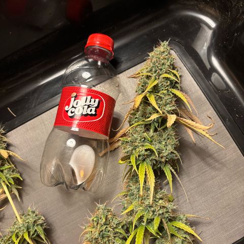 Sour stomper x fantasmo  growlog timeline photo