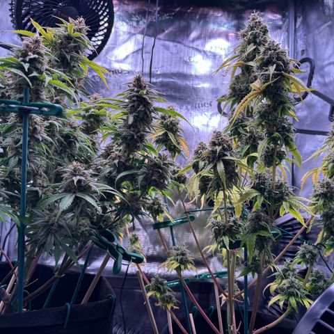 Sour stomper x fantasmo  growlog timeline photo