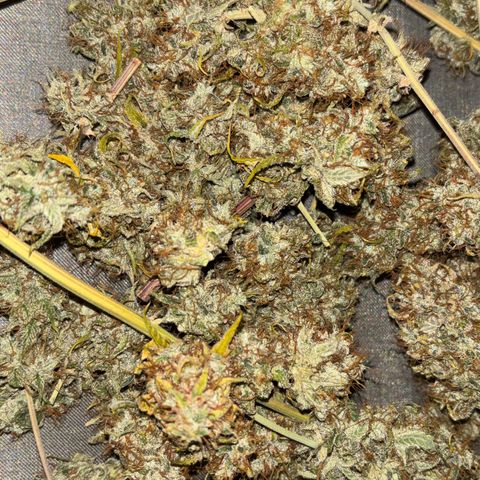 Sour stomper x fantasmo  growlog timeline photo