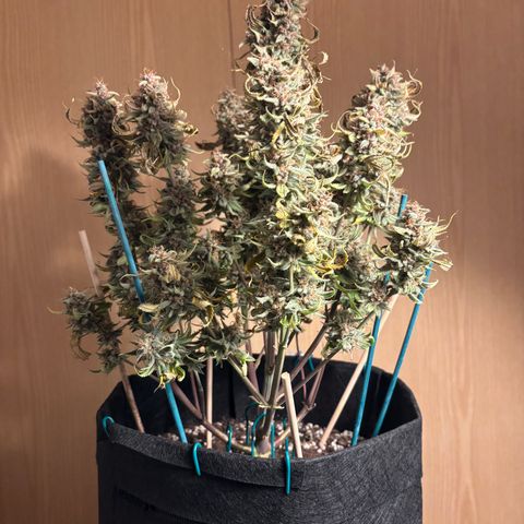 double grape x strawberry nuggets  growlog timeline photo