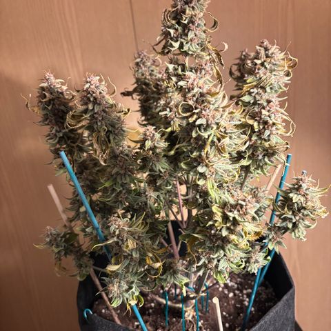 double grape x strawberry nuggets  growlog timeline photo