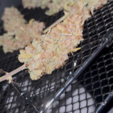 double grape x strawberry nuggets  growlog photo: Still drying in dyi Cannatrol lowering rh % with 2 every day till 58-59 then of to cure in grove bags 