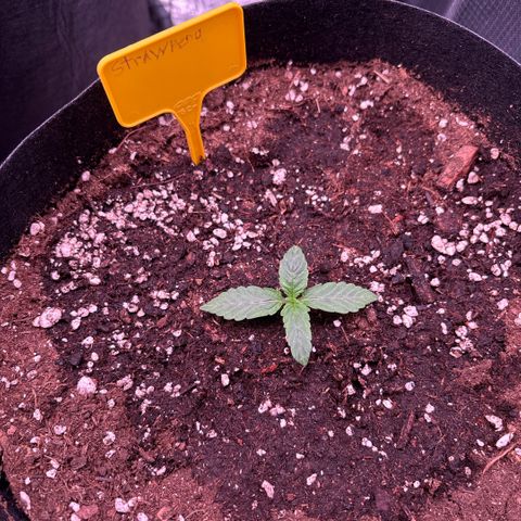 double grape x strawberry nuggets  growlog timeline photo