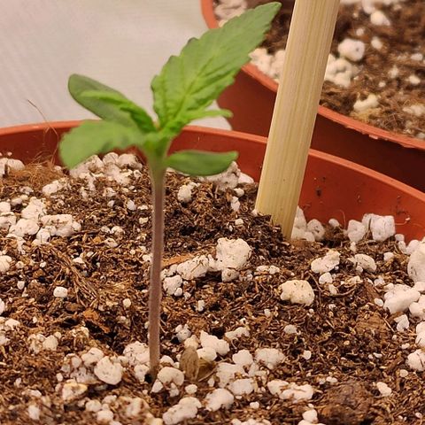 Genética Prensado G growlog timeline photo