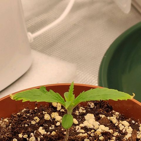 Genética Prensado G growlog timeline photo