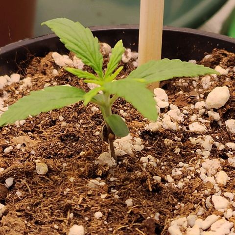 Genética Prensado G growlog timeline photo