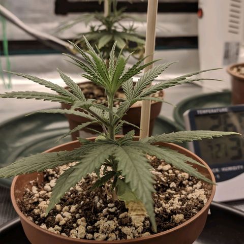 Genética Prensado G growlog timeline photo