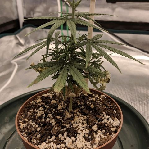 Genética Prensado G growlog timeline photo