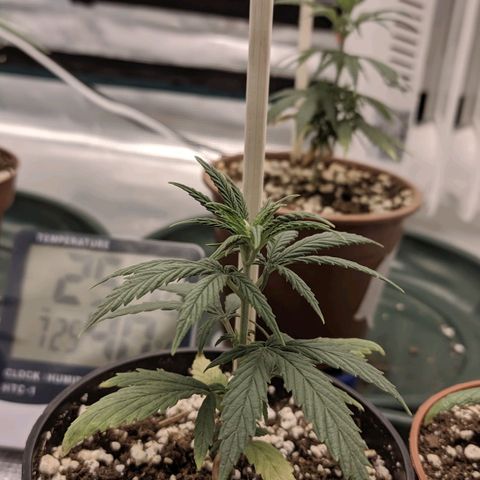 Genética Prensado G growlog timeline photo