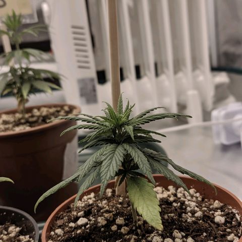 Genética Prensado G growlog timeline photo