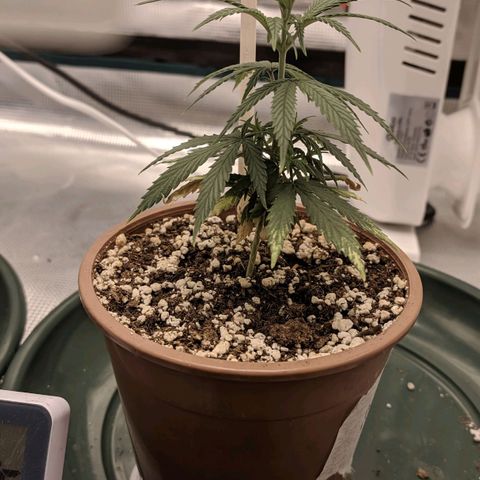 Genética Prensado G growlog timeline photo